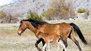 Divlji konji na Velebitu, foto: Leo Banić
