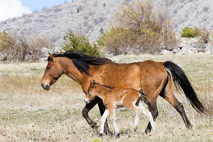 Divlji konji na Velebitu, foto: Leo Banić