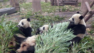 Putovanje u Kinu i Tibet (Foto:Iva Bur