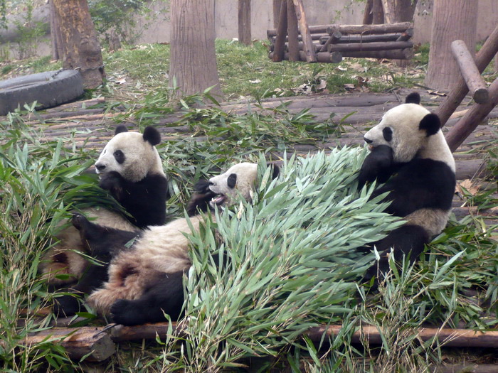 Putovanje u Kinu i Tibet (Foto:Iva Bur