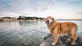 Đir po Sutomišćici Đir po Sutomišćici