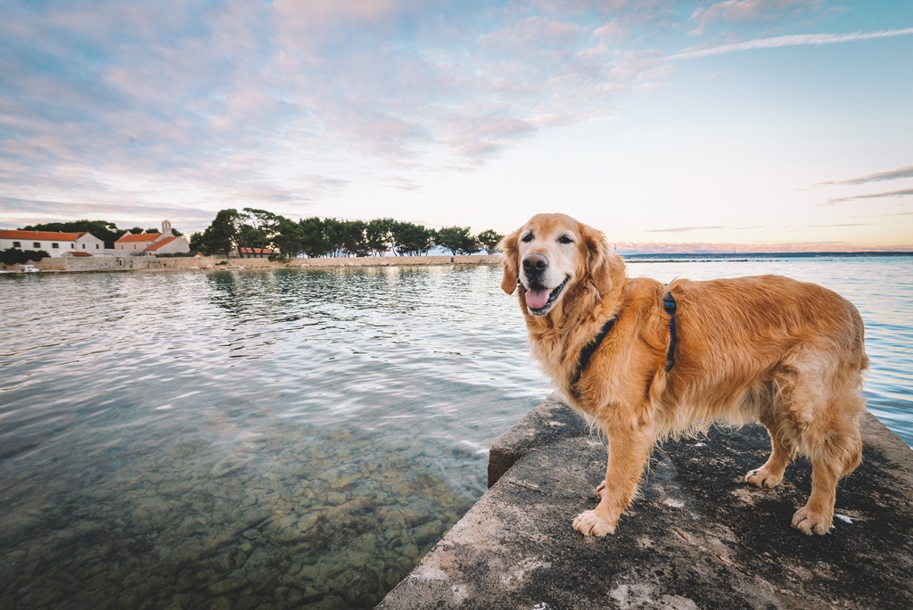 Đir po Sutomišćici Đir po Sutomišćici