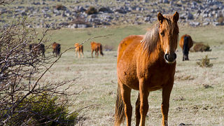 Divlji konji na Velebitu, foto: Leo Banić