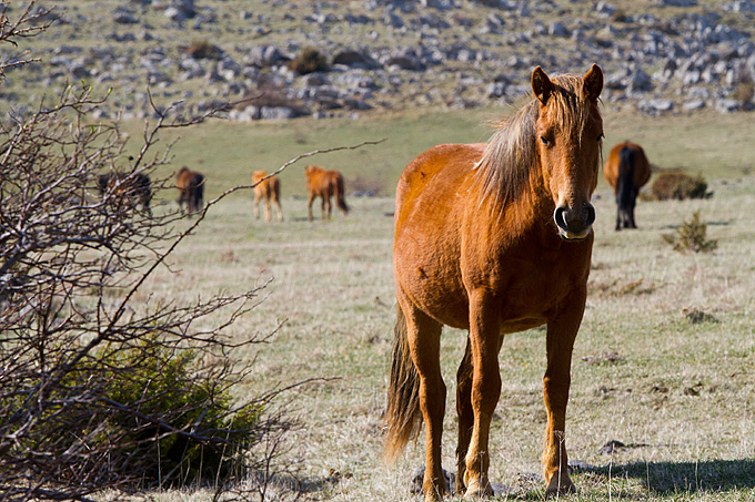 Divlji konji na Velebitu, foto: Leo Banić