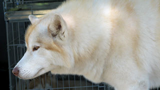 Image 1171105 (auto)