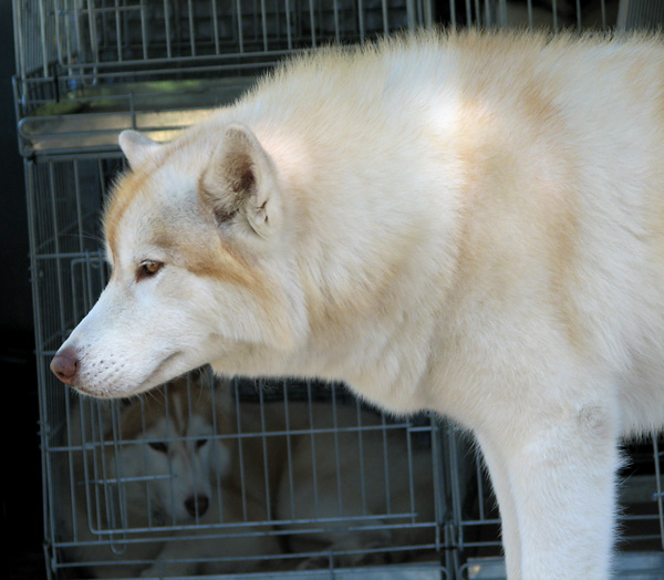 Image 1171105 (auto)