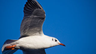 Zadarski galebovi (foto:Saša Čuka)