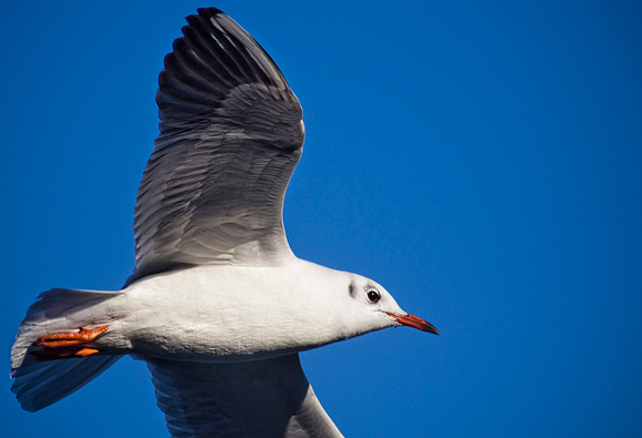 Zadarski galebovi (foto:Saša Čuka)