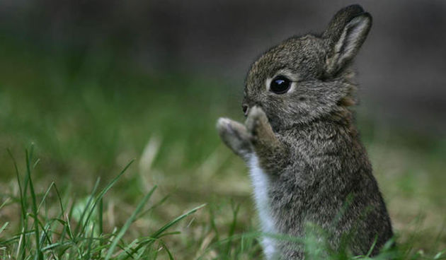 Zeko (Foto: alaynarocks.com)