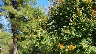 Đir po gradu 19. listopada 2016.