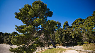 Đir zadarskim parkovima,27. veljače 2012. (foto:Saša Čuka)