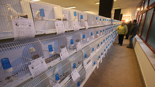 Ornitološko prvenstvo Hrvatske u hotelu Zadar (foto:Saša Čuka)