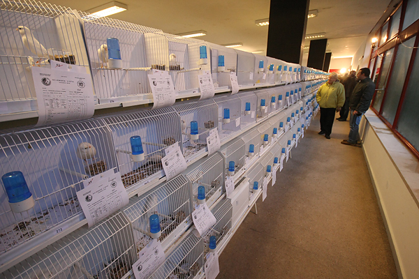 Ornitološko prvenstvo Hrvatske u hotelu Zadar (foto:Saša Čuka)