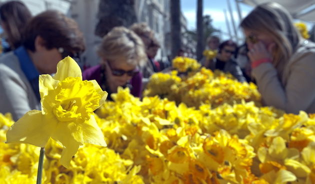 Split, 230313.
Humanitarna akcija Dan narcisa odrzati ce se vec 18. put zaredom u vise od 30 gradova diljem Hrvatske. Na makarskoj je rivi organizirano je prikupljanje sredstava za borbu protiv te zlocudne bolesti te su dijeljeni cvijetovi narcisa i promo