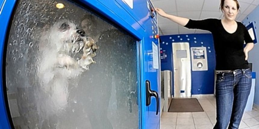 stroj za pranje pasa stroj za pranje pasa