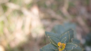 Šetnjica poučnom stazom sv. Leopolda Mandića, Mosor, foto: Darko Belančić