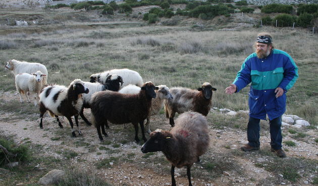 Paški ovčar Franći Sabalić 2 (Foto: Josip Portada)