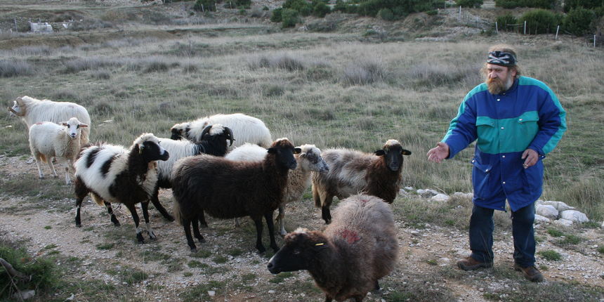Paški ovčar Franći Sabalić 2 (Foto: Josip Portada) Paški ovčar Franći Sabalić 2 (Foto: Josip Portada)