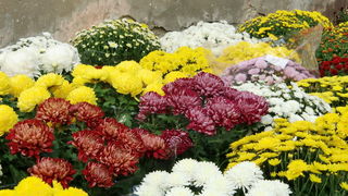 Gradska trznica uoci dana mrtvih, Foto: Mia Knezevic