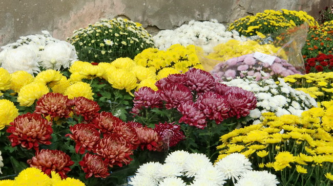 Gradska trznica uoci dana mrtvih, Foto: Mia Knezevic