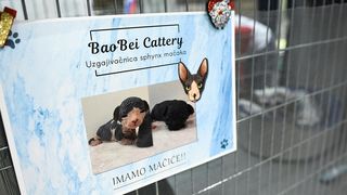 Međunarodna izložba mačaka