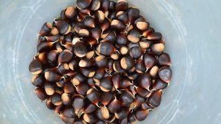 Pitomi kesten (Castanea sativa) jedan je od najprepoznatljivijih plodova jeseni. Photo: Borna Filić/PIXSELL Pitomi kesten (Castanea sativa) jedan je od najprepoznatljivijih plodova jeseni. Photo: Borna Filić/PIXSELL