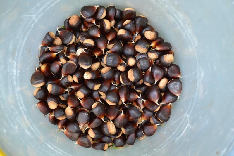 Pitomi kesten (Castanea sativa) jedan je od najprepoznatljivijih plodova jeseni. Photo: Borna Filić/PIXSELL Pitomi kesten (Castanea sativa) jedan je od najprepoznatljivijih plodova jeseni. Photo: Borna Filić/PIXSELL