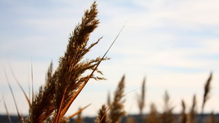 Đir uz Vransko jezero, Foto: Iva Perinić Đir uz Vransko jezero, Foto: Iva Perinić