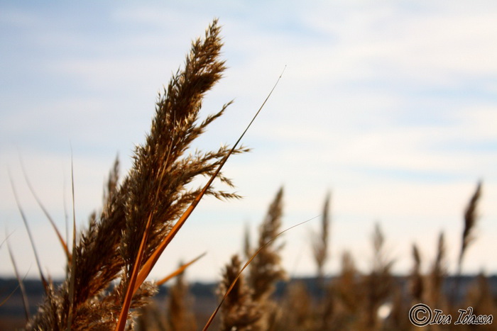 Đir uz Vransko jezero, Foto: Iva Perinić Đir uz Vransko jezero, Foto: Iva Perinić