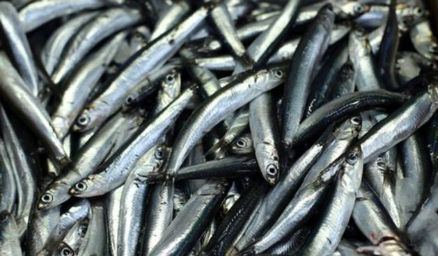 21.05.2013., , Zagreb – Raznovrsna ponuda ribe na zagrebackom Dolcu u ribarnici.
Photo: Sanjin Strukic/PIXSELL