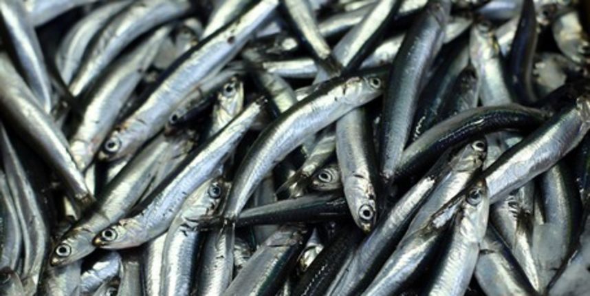 21.05.2013., , Zagreb – Raznovrsna ponuda ribe na zagrebackom Dolcu u ribarnici.
Photo: Sanjin Strukic/PIXSELL