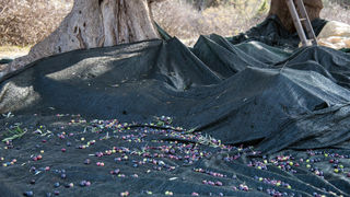 Berba maslina u Lunu, foto: V. Pesic