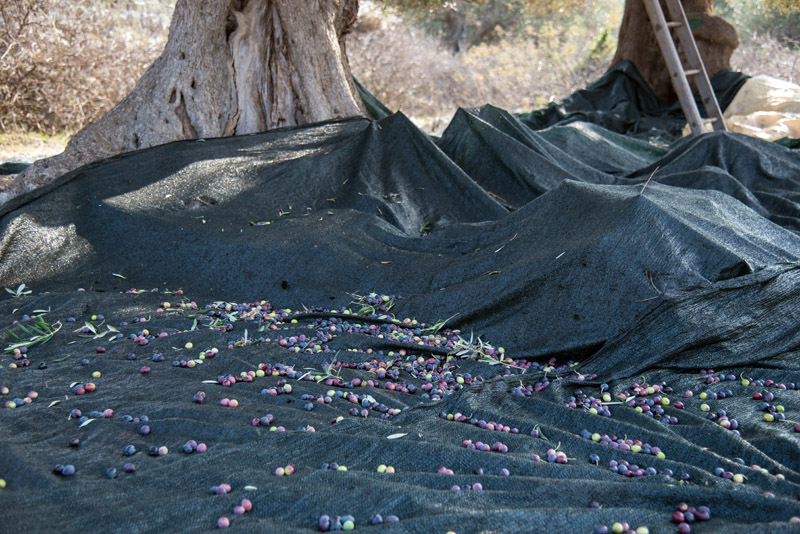 Berba maslina u Lunu, foto: V. Pesic