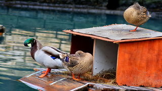 Đir 17. prosinca – uvala Maestral, Foto: Iva Perinčić
