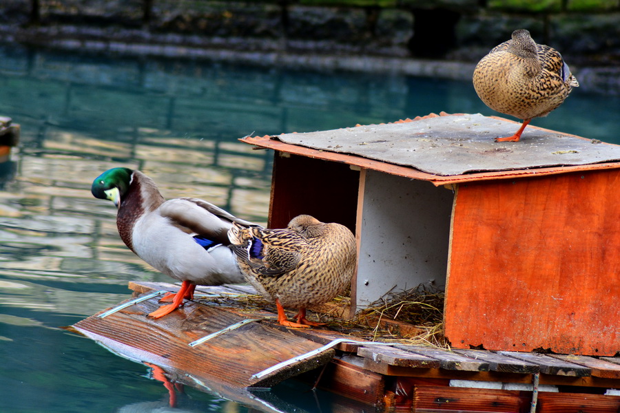 Đir 17. prosinca – uvala Maestral, Foto: Iva Perinčić