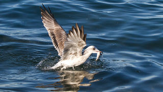 Jutarnja svađa galebova, foto: Leo Banić