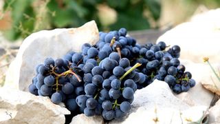 Primošten. Počela berba grožđa od kojeg se pravi svjetski poznato vino Babić. Photo: Duško Jaramaz/PIXSELL Primošten. Počela berba grožđa od kojeg se pravi svjetski poznato vino Babić. Photo: Duško Jaramaz/PIXSELL