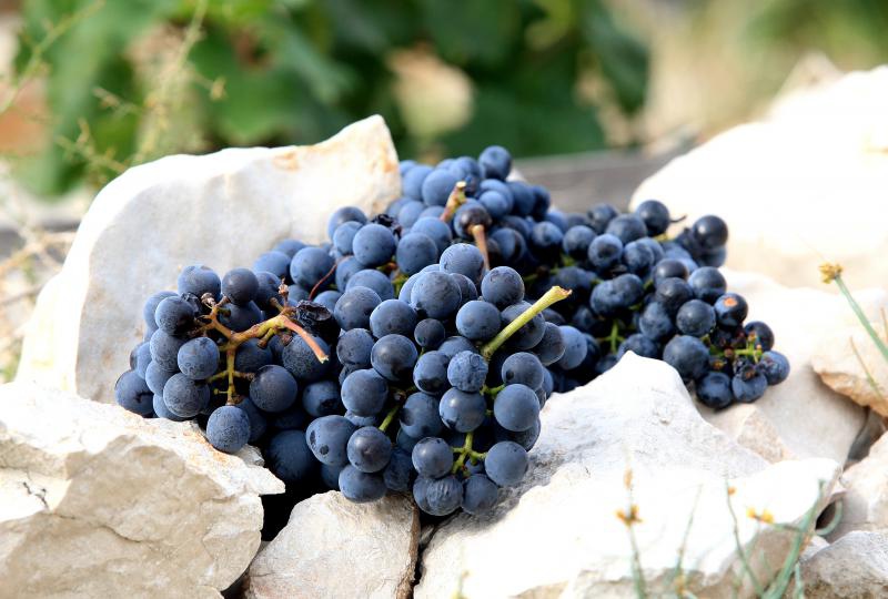 Primošten. Počela berba grožđa od kojeg se pravi svjetski poznato vino Babić. Photo: Duško Jaramaz/PIXSELL Primošten. Počela berba grožđa od kojeg se pravi svjetski poznato vino Babić. Photo: Duško Jaramaz/PIXSELL