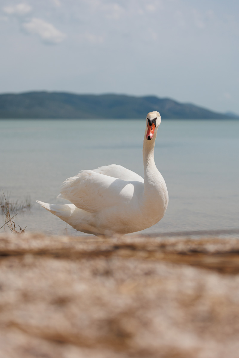 Materine užance @ kamp Crkvine, Vransko jezero Materine užance @ kamp Crkvine, Vransko jezero