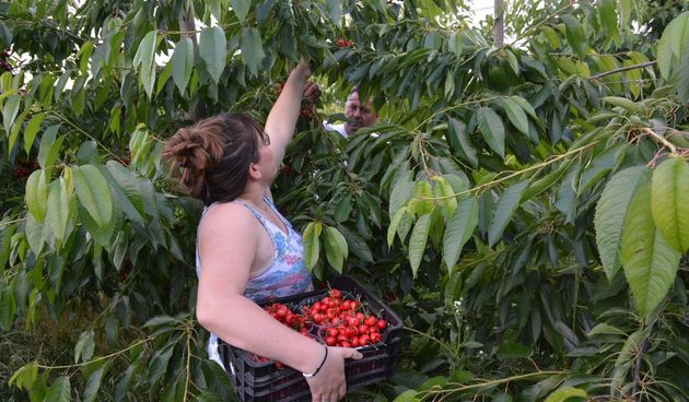 Branje trešanja, stablo trešnje