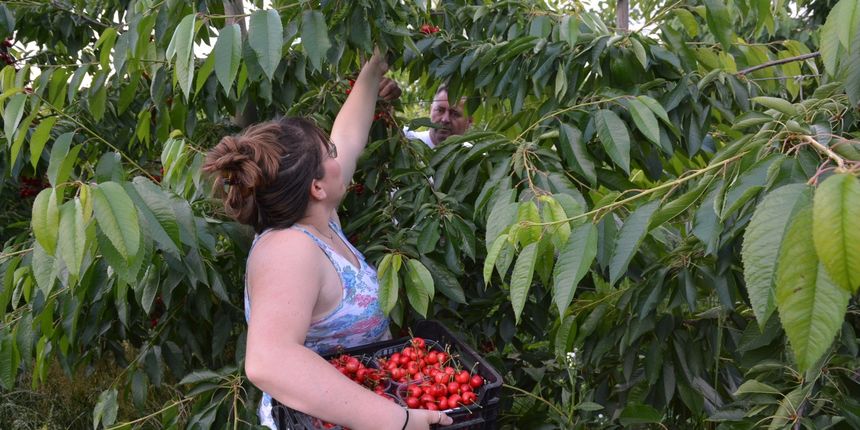 Branje trešanja, stablo trešnje Branje trešanja, stablo trešnje