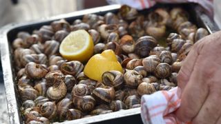 U sklopu Benkovackog kulturnog ljeta Grad Benkovac i Turisticka zajednica Grada Benkovca vec cetvrtu godinu za redom organiziraju manifestaciju Puzevim korakom. Radi se o gastro manifestaciji pripreme i degustacije puzeva. Posjetitelji su imali prilike d U sklopu Benkovackog kulturnog ljeta Grad Benkovac i Turisticka zajednica Grada Benkovca vec cetvrtu godinu za redom organiziraju manifestaciju Puzevim korakom. Radi se o gastro manifestaciji pripreme i degustacije puzeva. Posjetitelji su imali prilike d