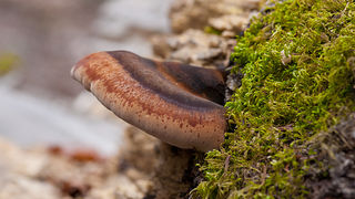 Lička jesen u znaku gljiva, Foto: Leo Banić