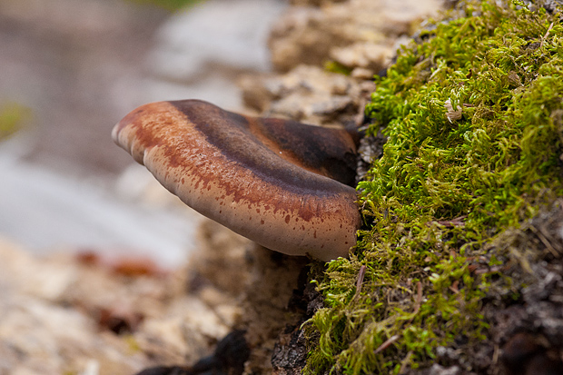 Lička jesen u znaku gljiva, Foto: Leo Banić