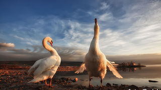 Prekrasni labuđi par u blizini crkvice Sv. Duha, Foto: Roberto Lerga Prekrasni labuđi par u blizini crkvice Sv. Duha, Foto: Roberto Lerga