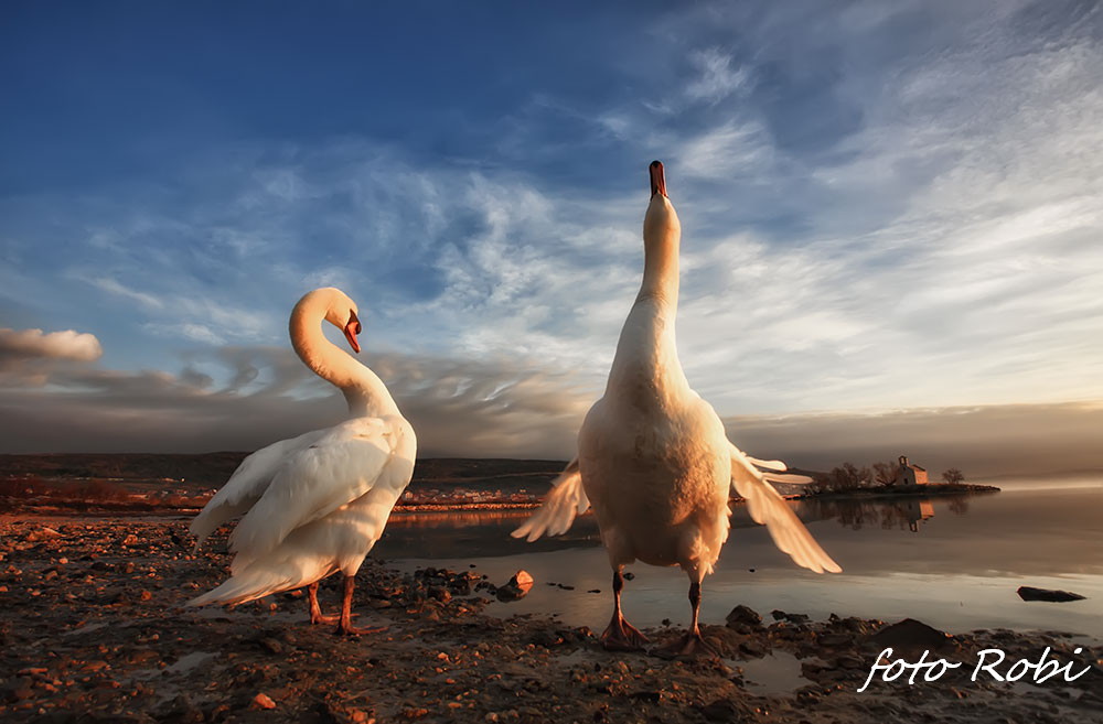 Prekrasni labuđi par u blizini crkvice Sv. Duha, Foto: Roberto Lerga Prekrasni labuđi par u blizini crkvice Sv. Duha, Foto: Roberto Lerga
