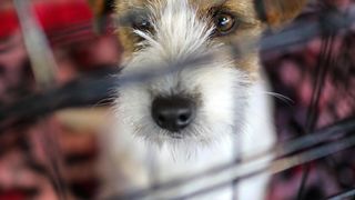 Izložba pasa na Zagrebačkom velesajmu Izložba pasa na Zagrebačkom velesajmu