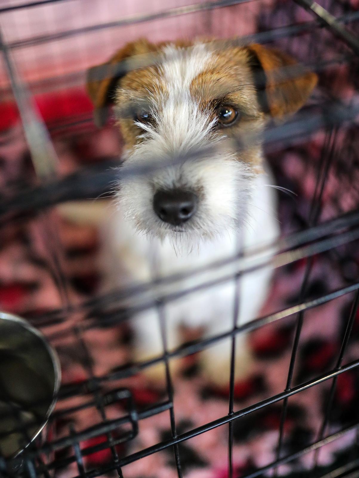 Izložba pasa na Zagrebačkom velesajmu Izložba pasa na Zagrebačkom velesajmu