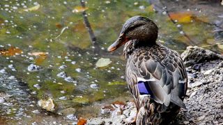 NP Plitvička jezera, listopad 2021.