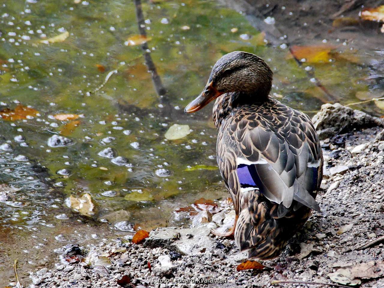 NP Plitvička jezera, listopad 2021.